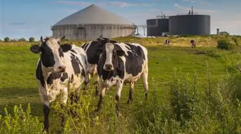biogas-plants-in-dairy.webp