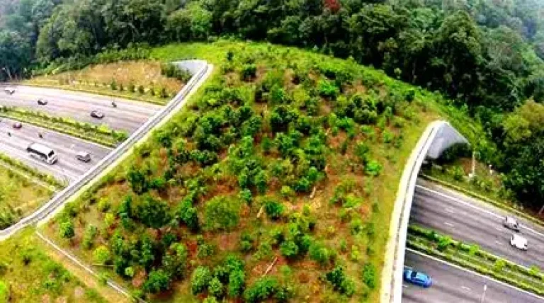 delhi-mumbai-expressways-wildlife-haven.webp