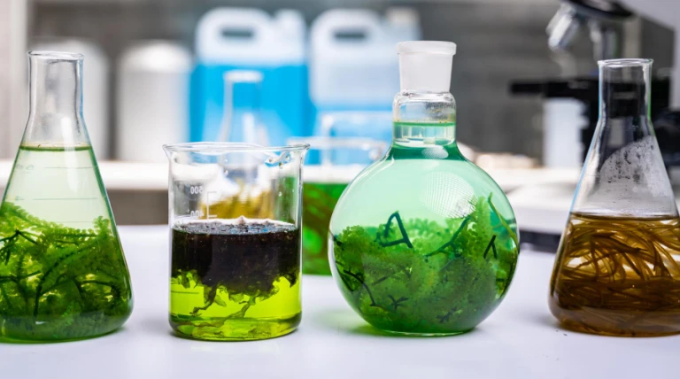 green-alga-laboratory-research-alternative-biofuel-energy-technology-biotechnology-concept-cybjr-2w39t.webp