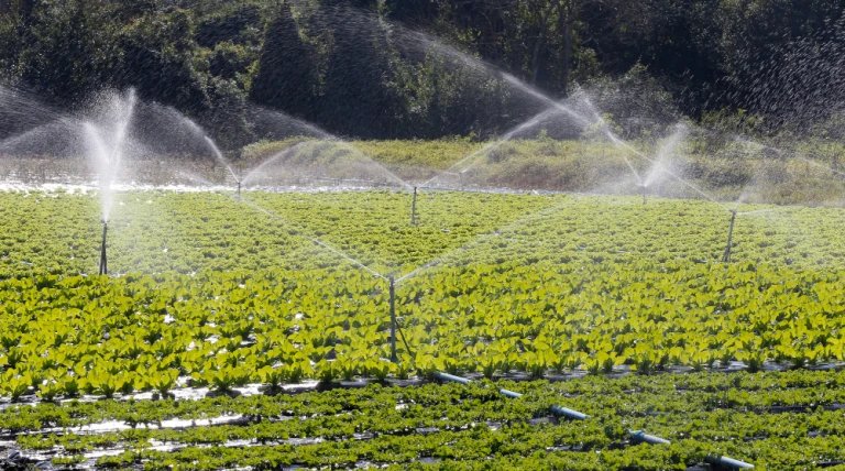 irrigation-system-action-vegetable-planting-1.webp